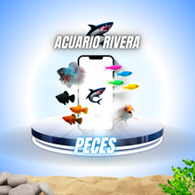 Peces