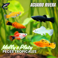 Molly o Platy