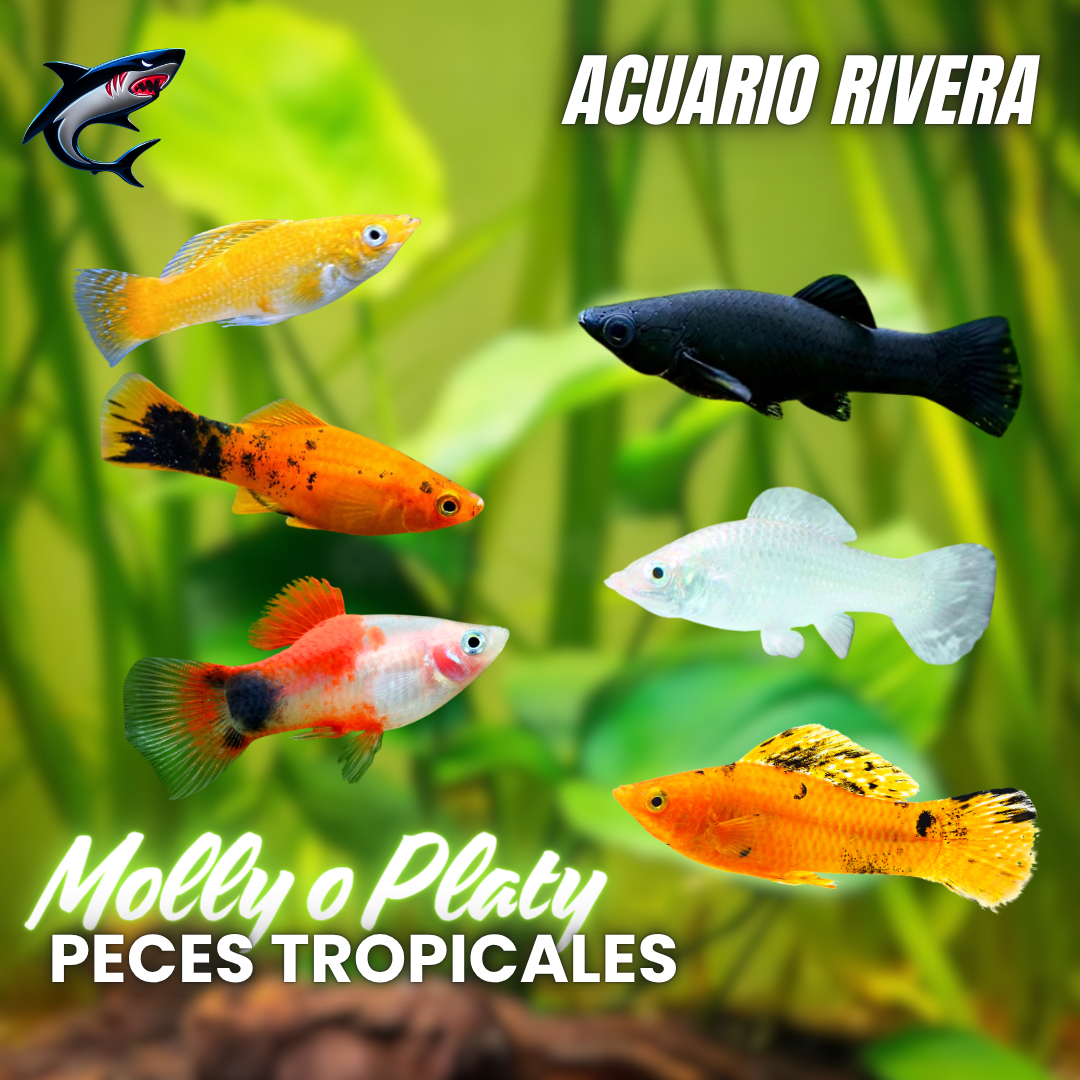 Molly o Platy