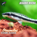 Otocinclus (come algas)