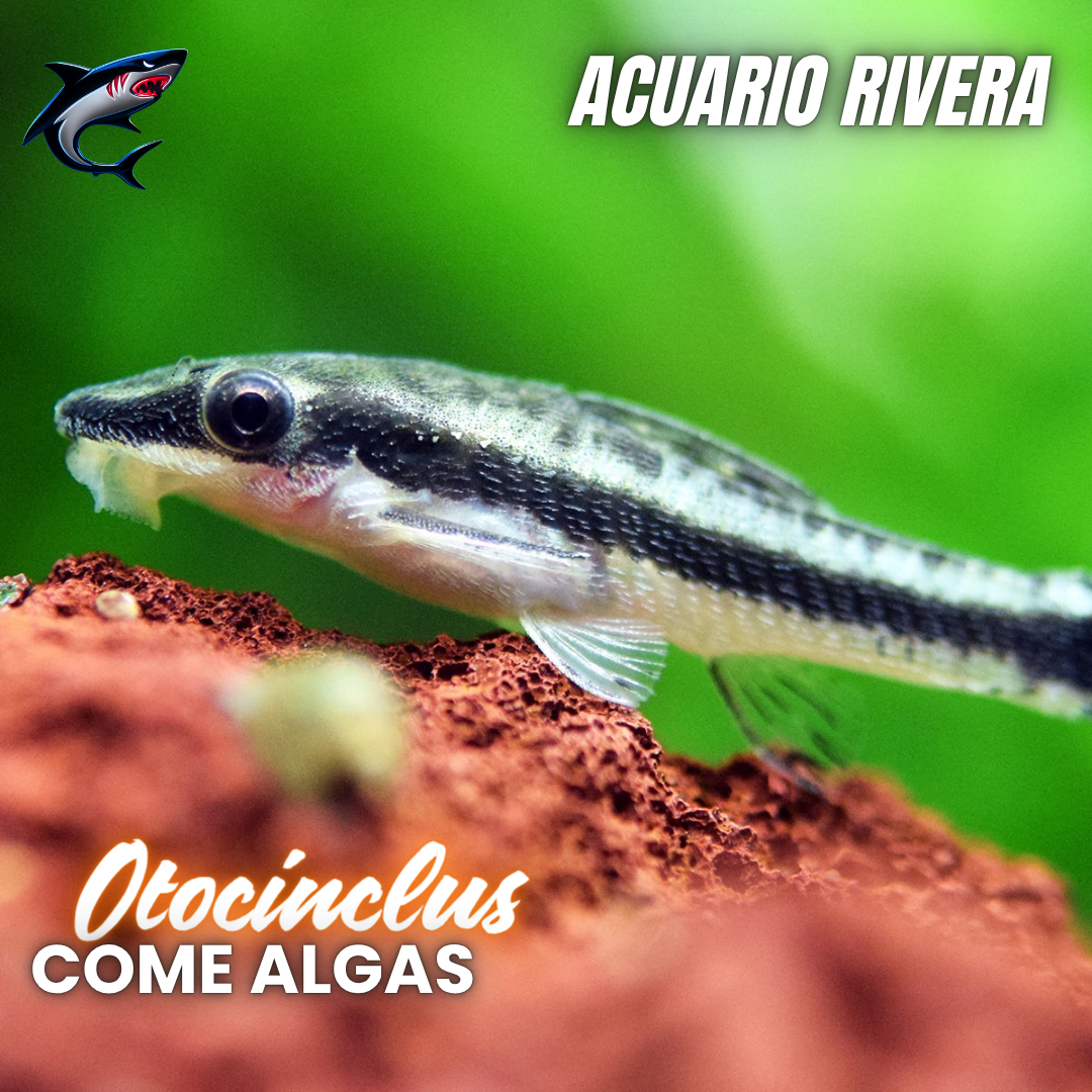 Otocinclus (come algas)