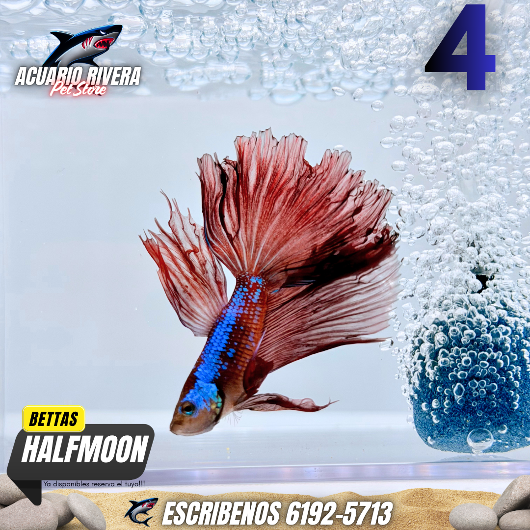 Halfmoon 4