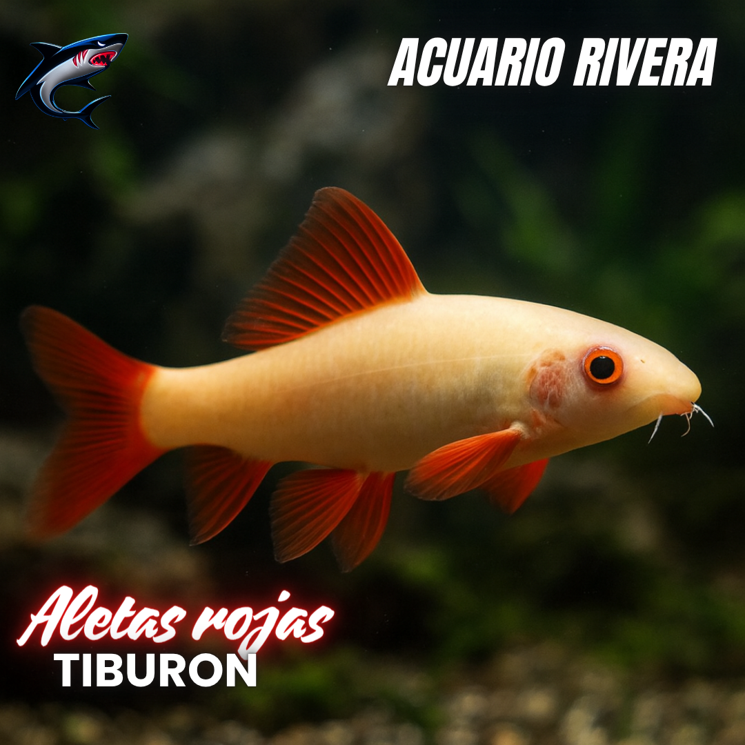 Tiburon arcoiris albino