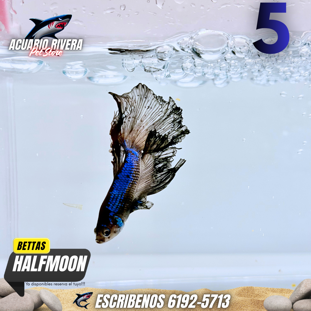 halfmooon 5