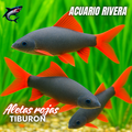 Tiburon arcoiris N
