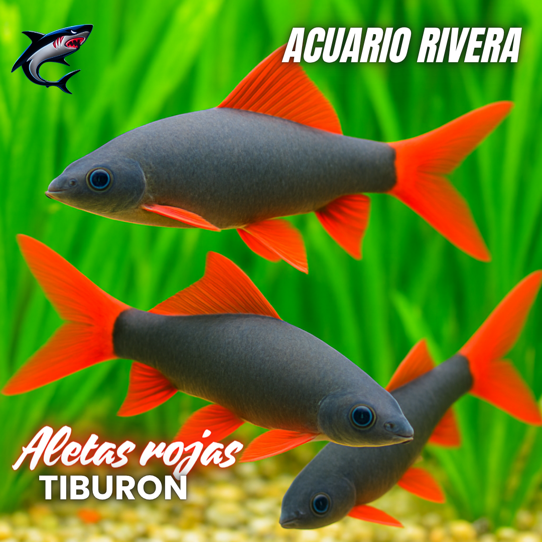 Tiburon arcoiris N