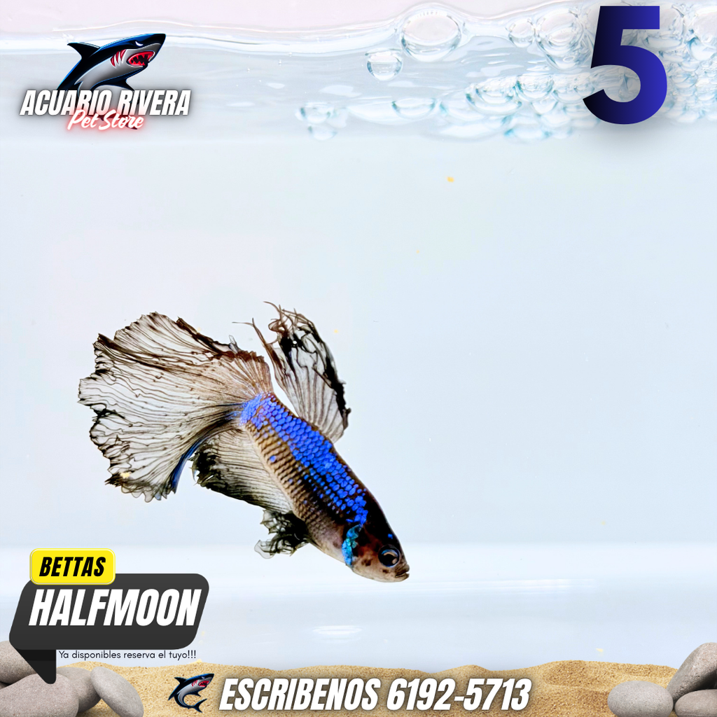 halfmooon 5