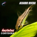 Corydora Hastatus (enana)