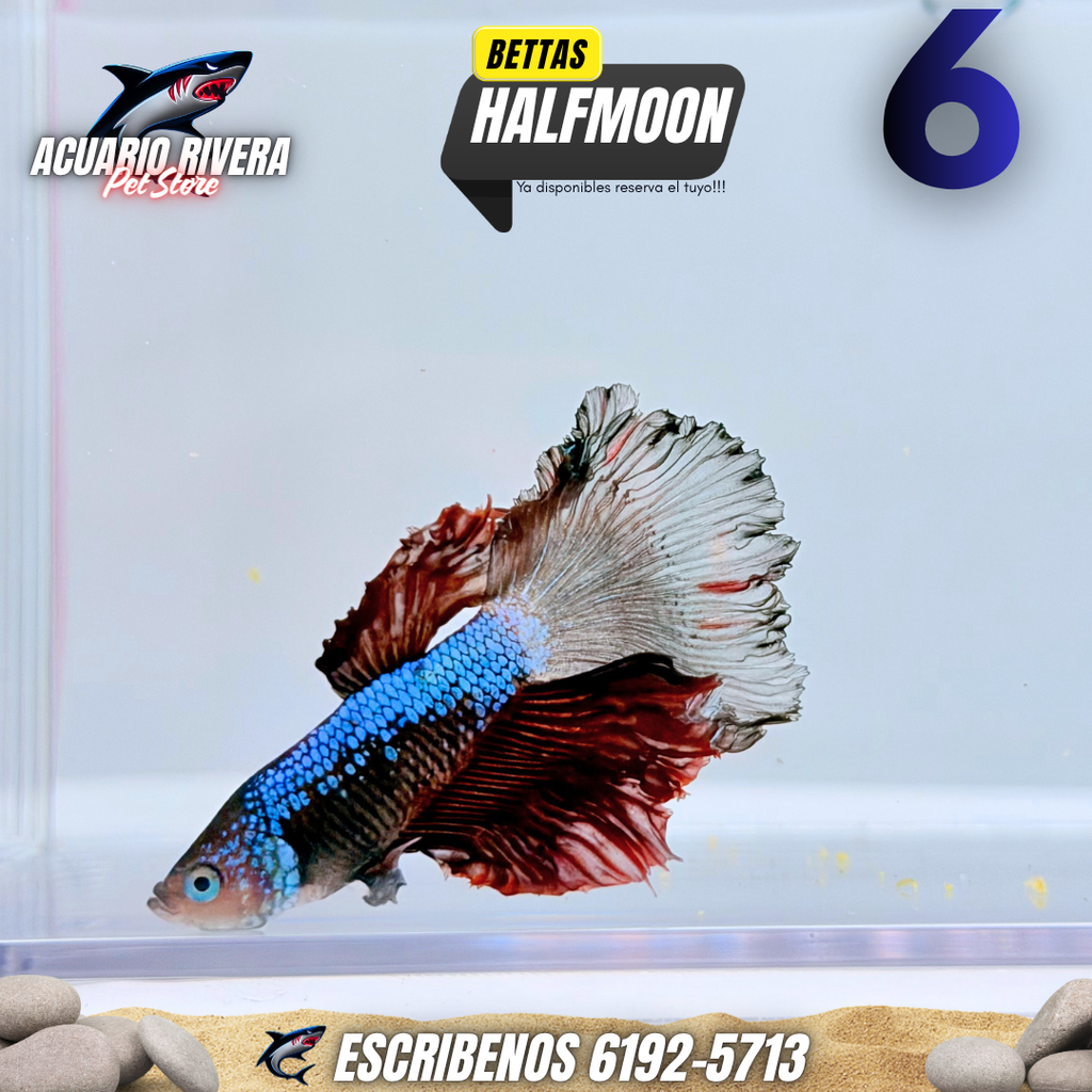 Halfmoon 6