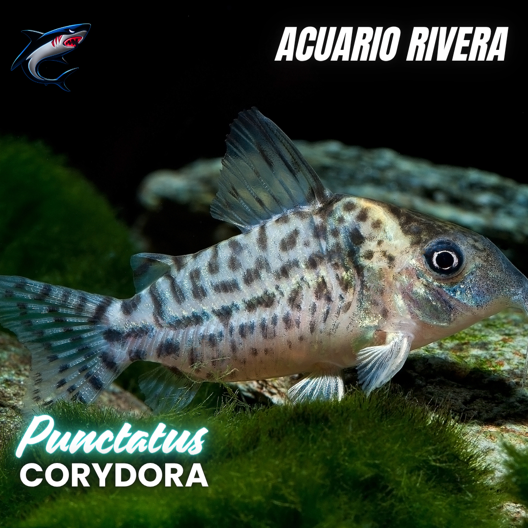 Corydora punctatus