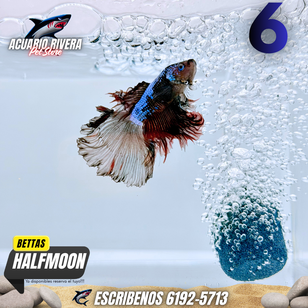 Halfmoon 6