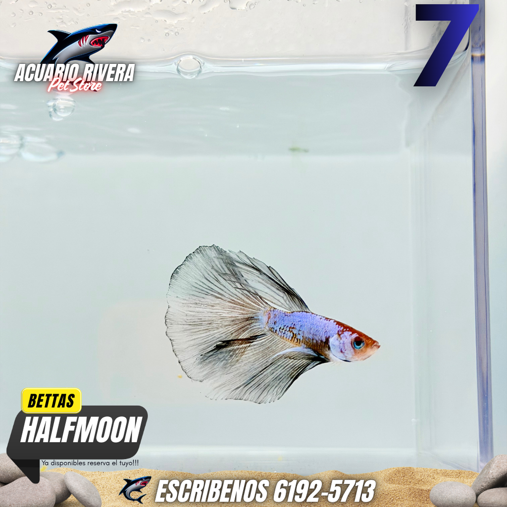 halfmoon 7
