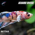 Bettas