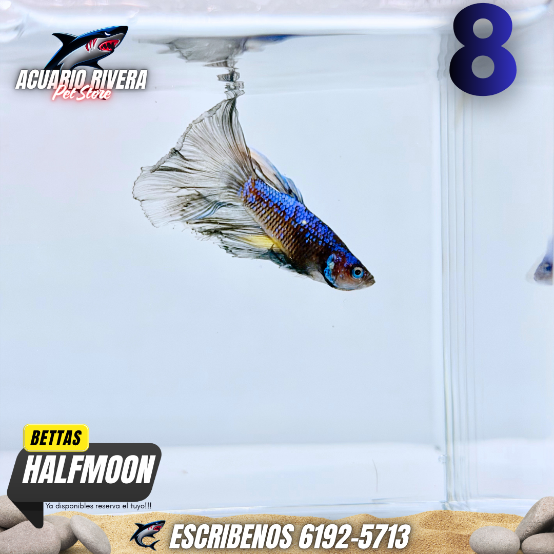 halfmoon 8