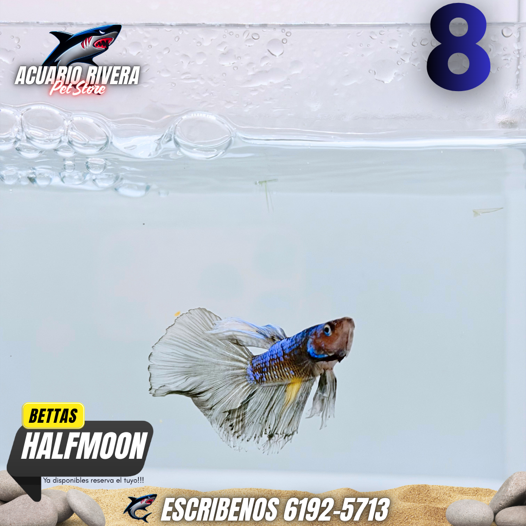 halfmoon 8