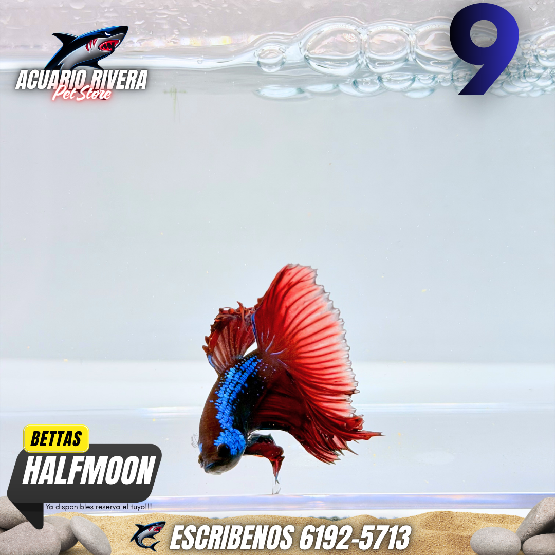 halfmoon 9