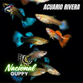 Guppy Nacional