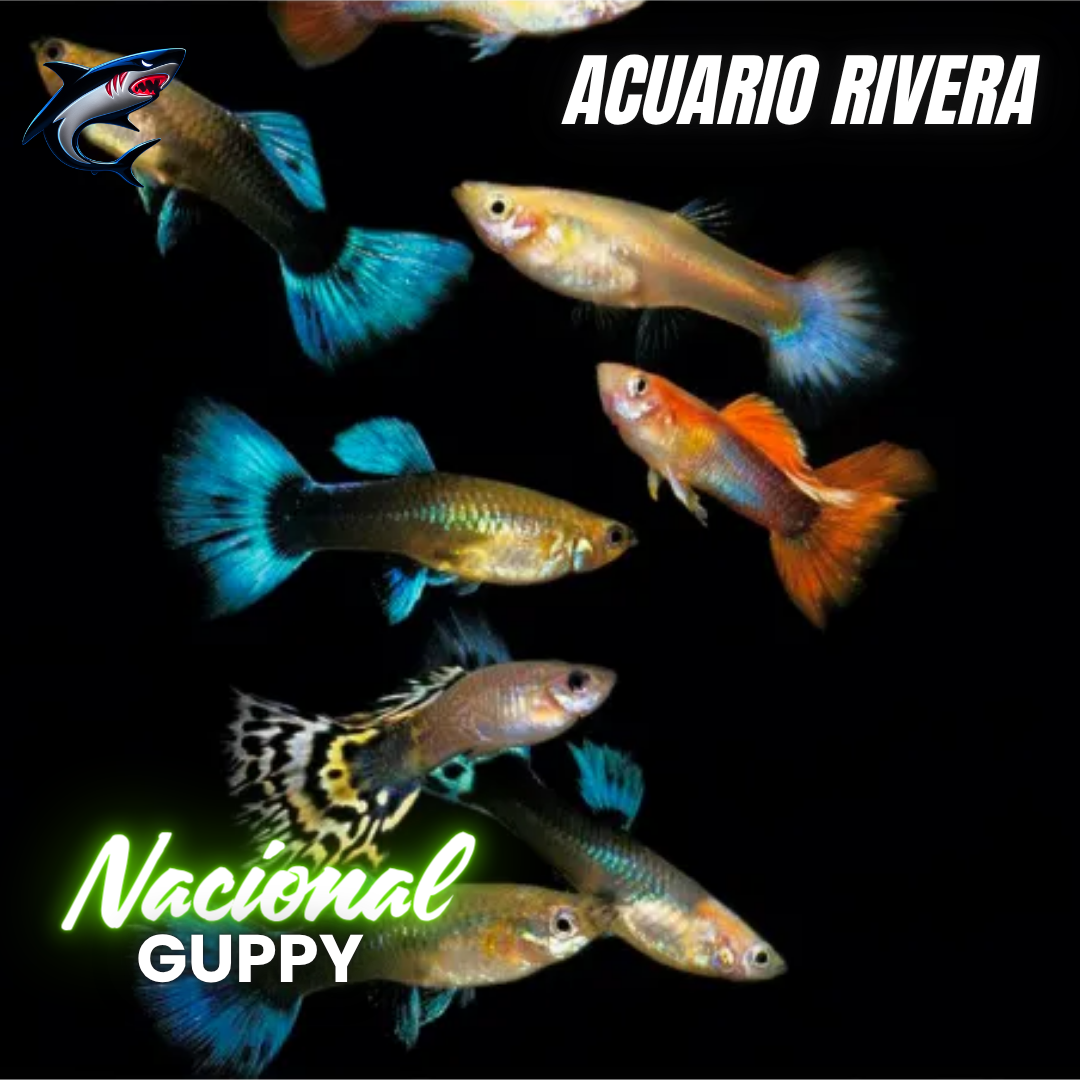 Guppy Nacional