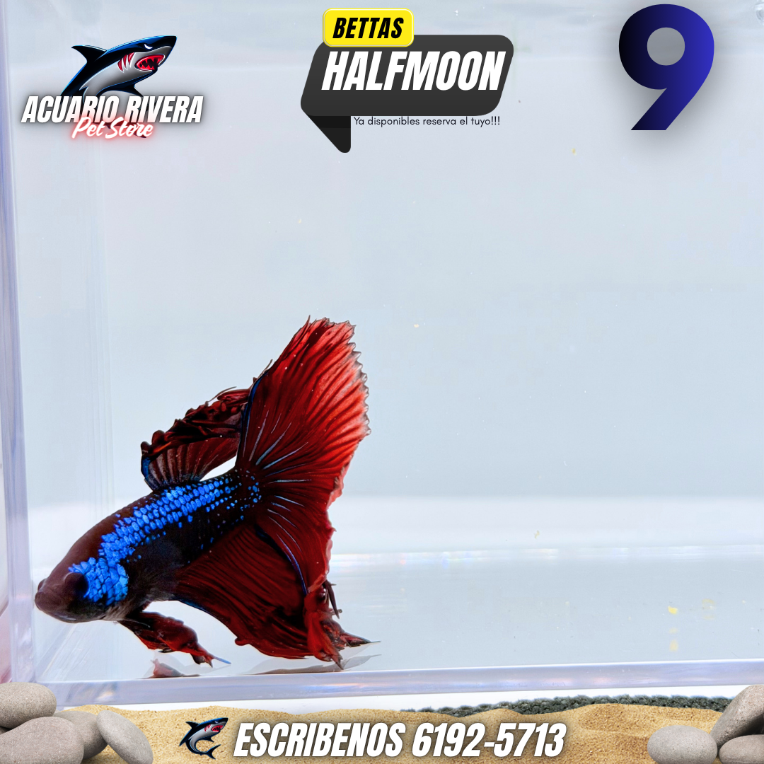 halfmoon 9
