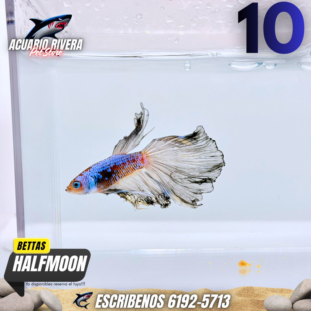 halfmoon 10