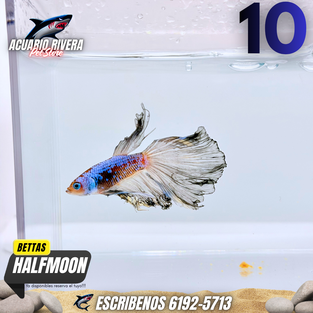halfmoon 10