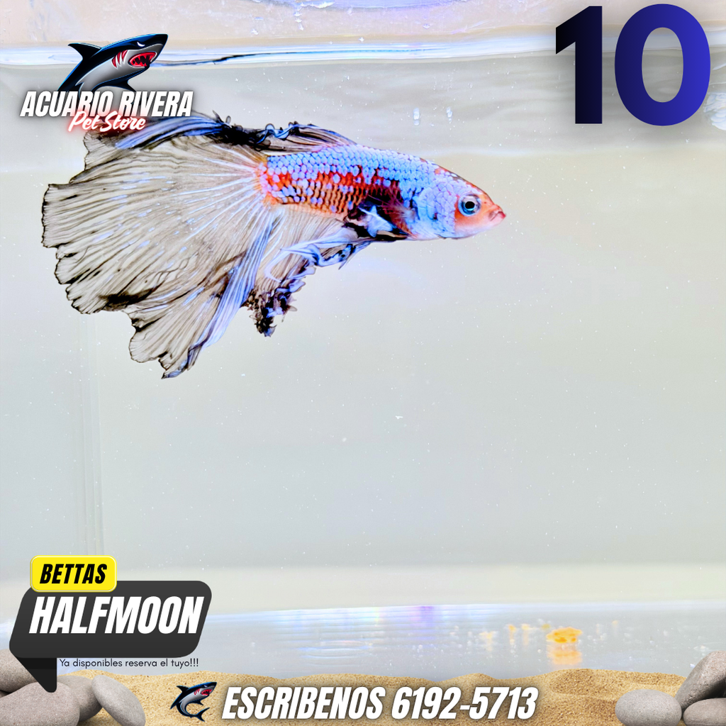 halfmoon 10