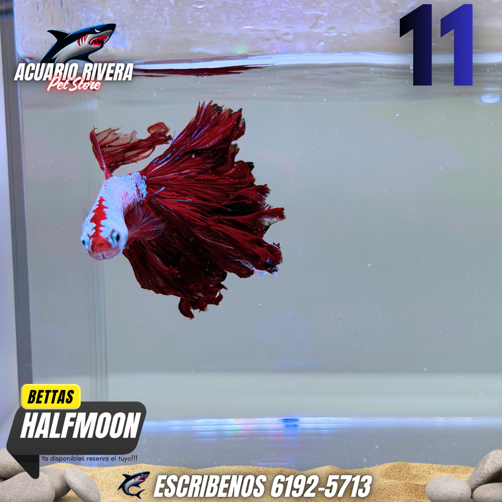 halfmoon 11
