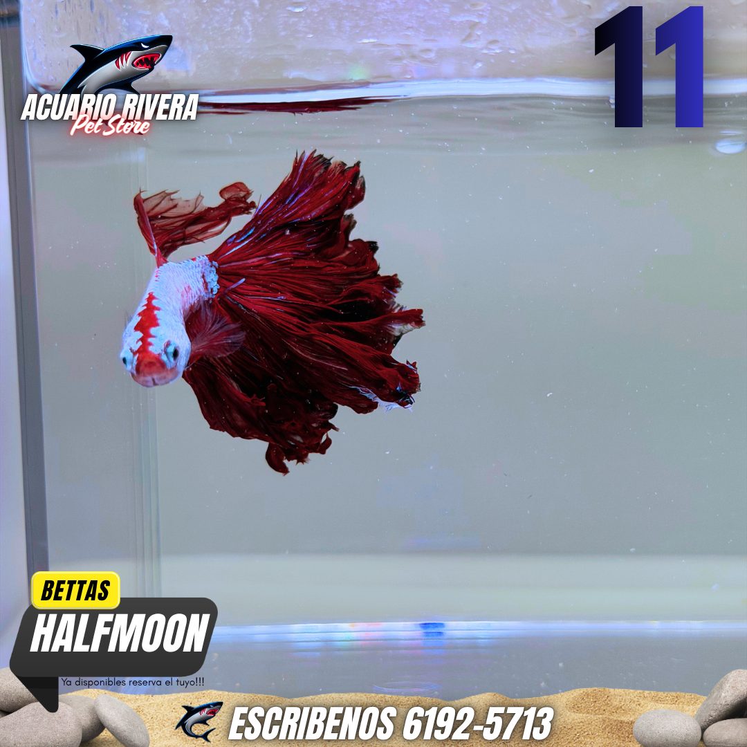 halfmoon 11