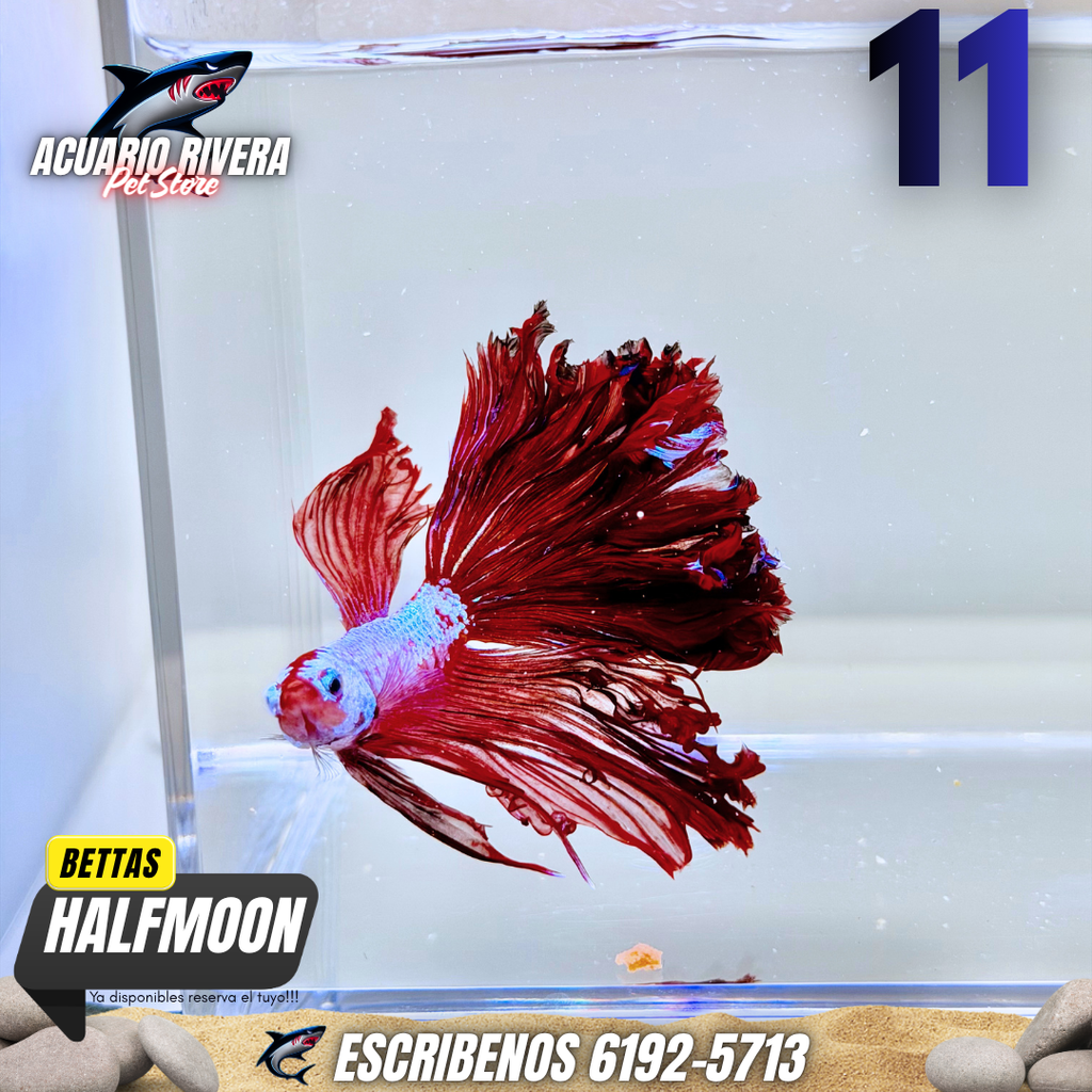 halfmoon 11