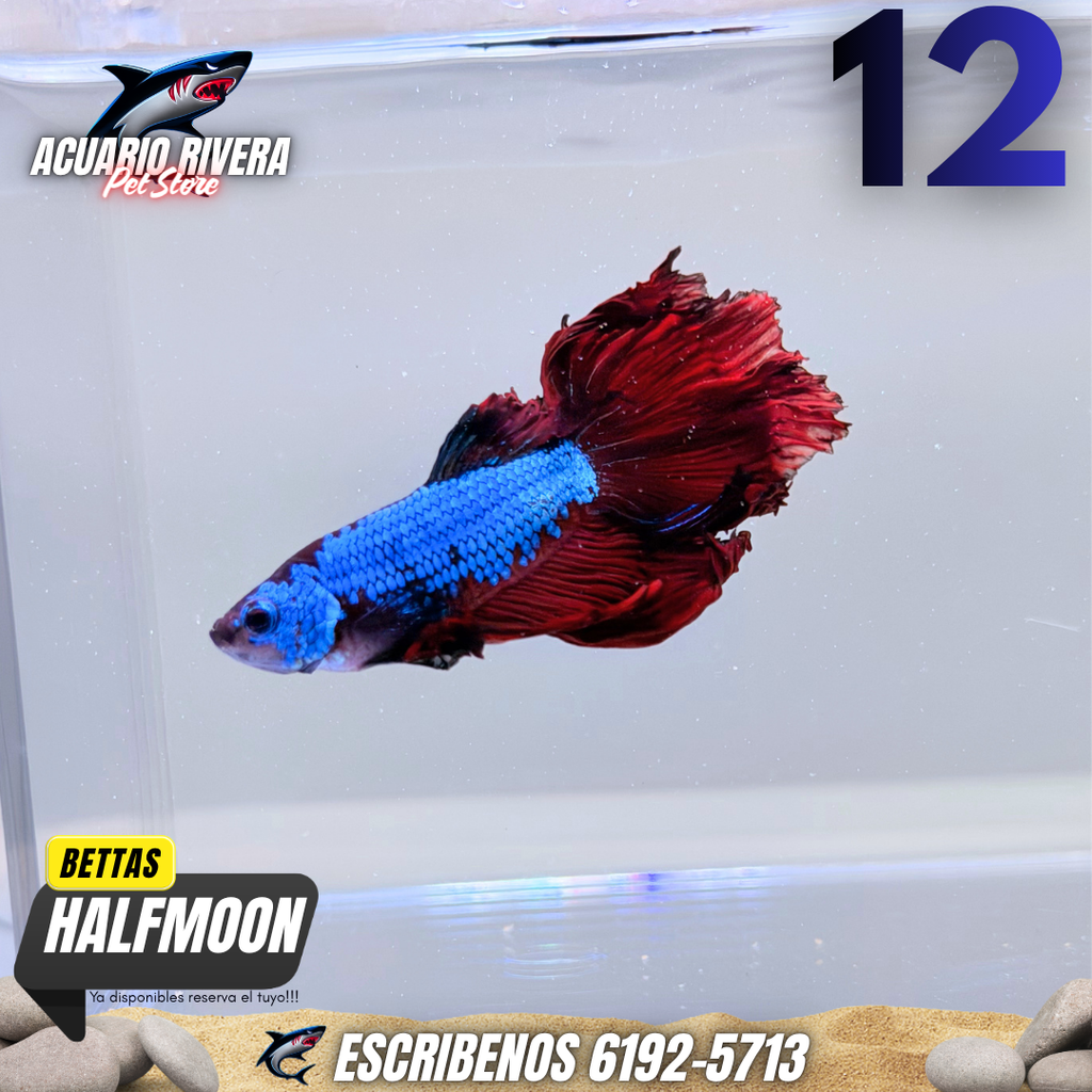 Halfmoon 12