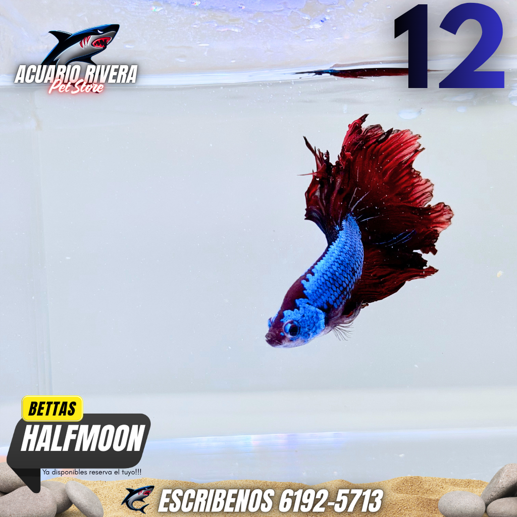 Halfmoon 12