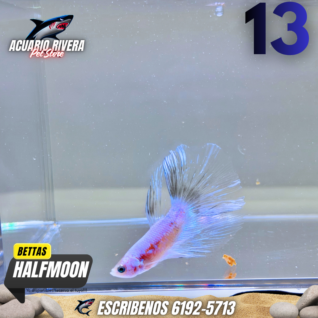 halmoon 13