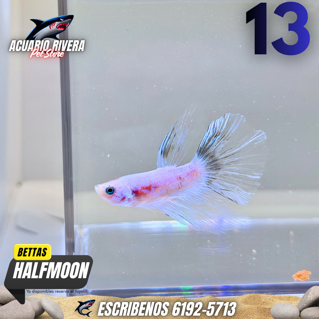 halmoon 13