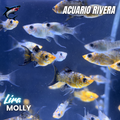 Platy lira