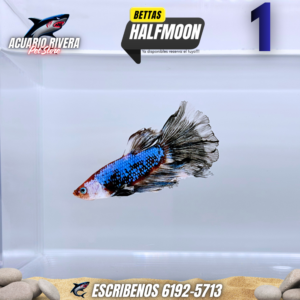 Halfmoon 1