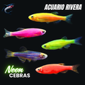 Cebras neon