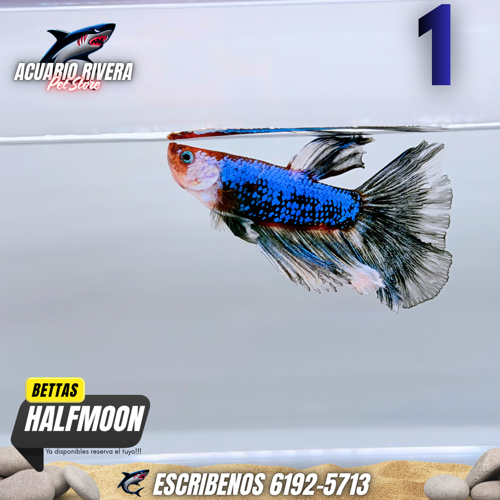 Halfmoon 1