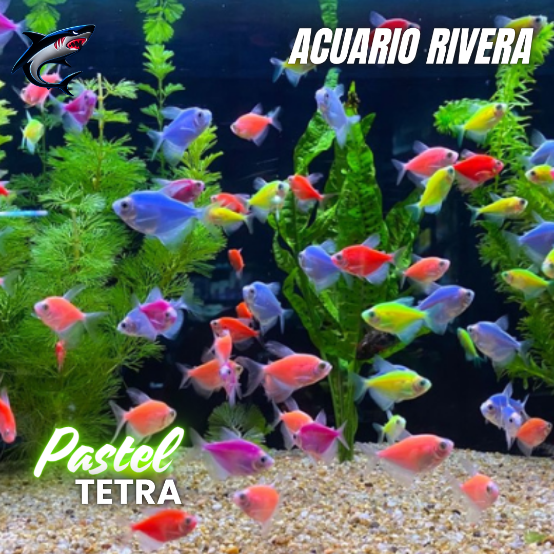 Tetra pastel