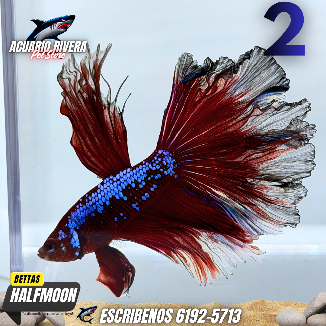 halfmoon 2