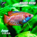 Colisa Fuego