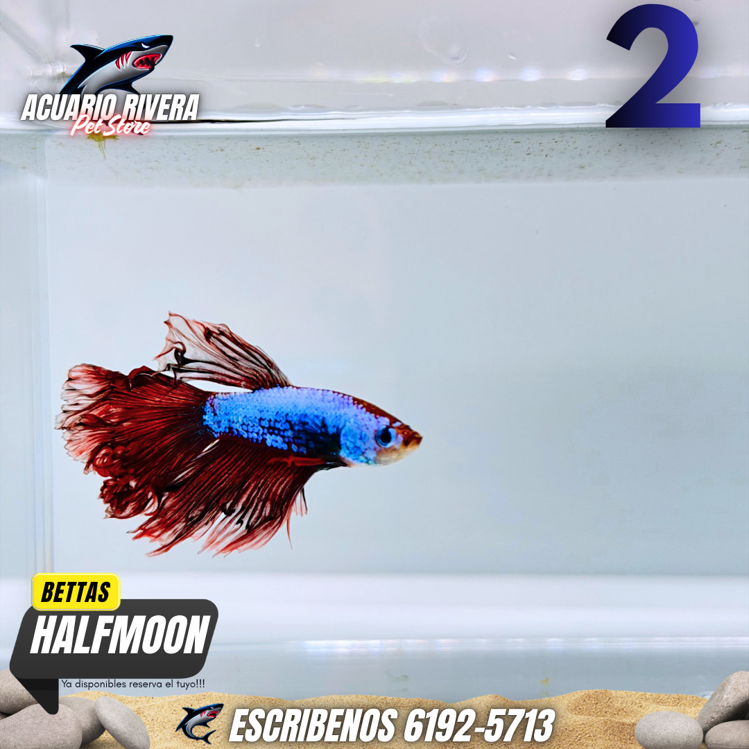 halfmoon 2