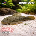 Pleco Bulldog