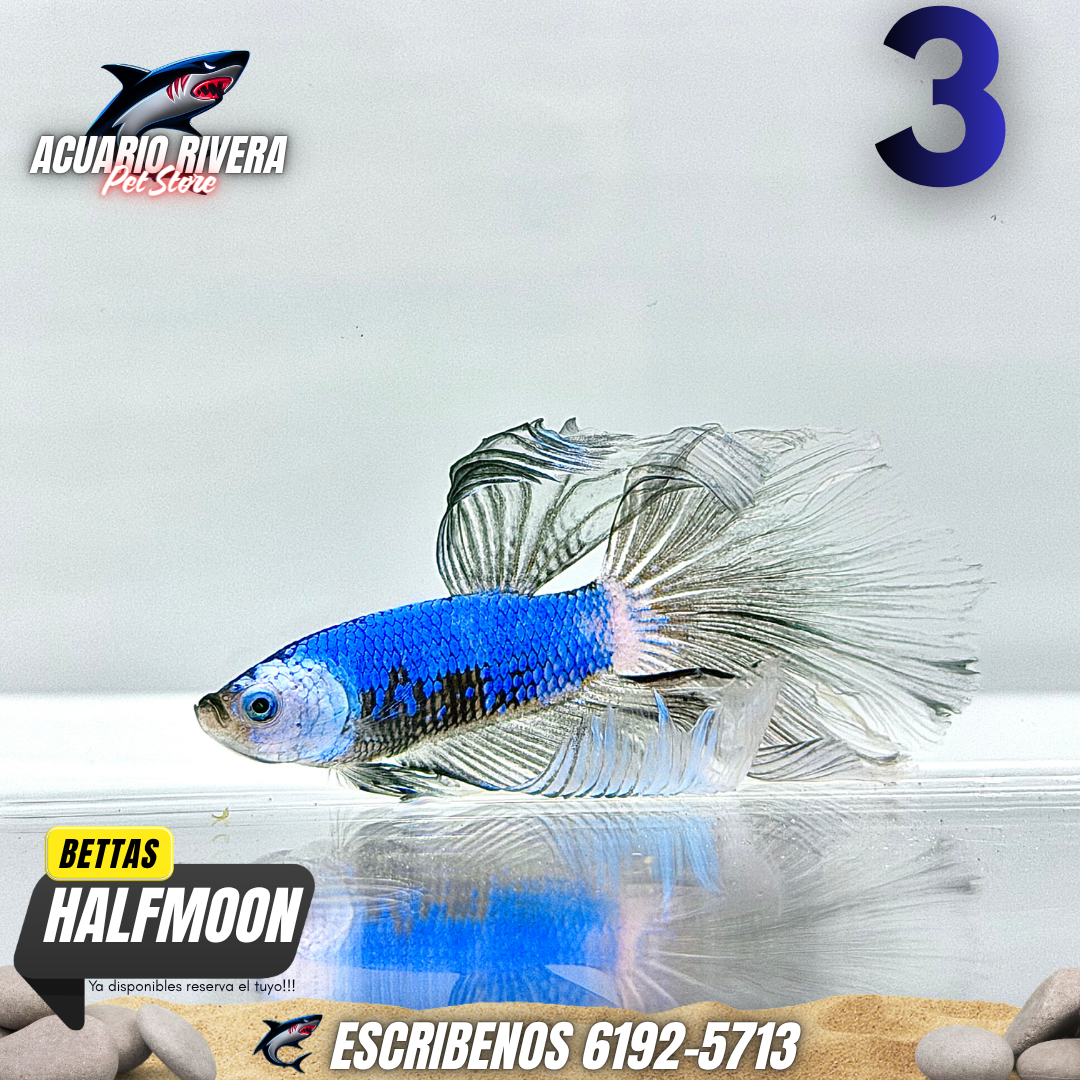halfmoon 3