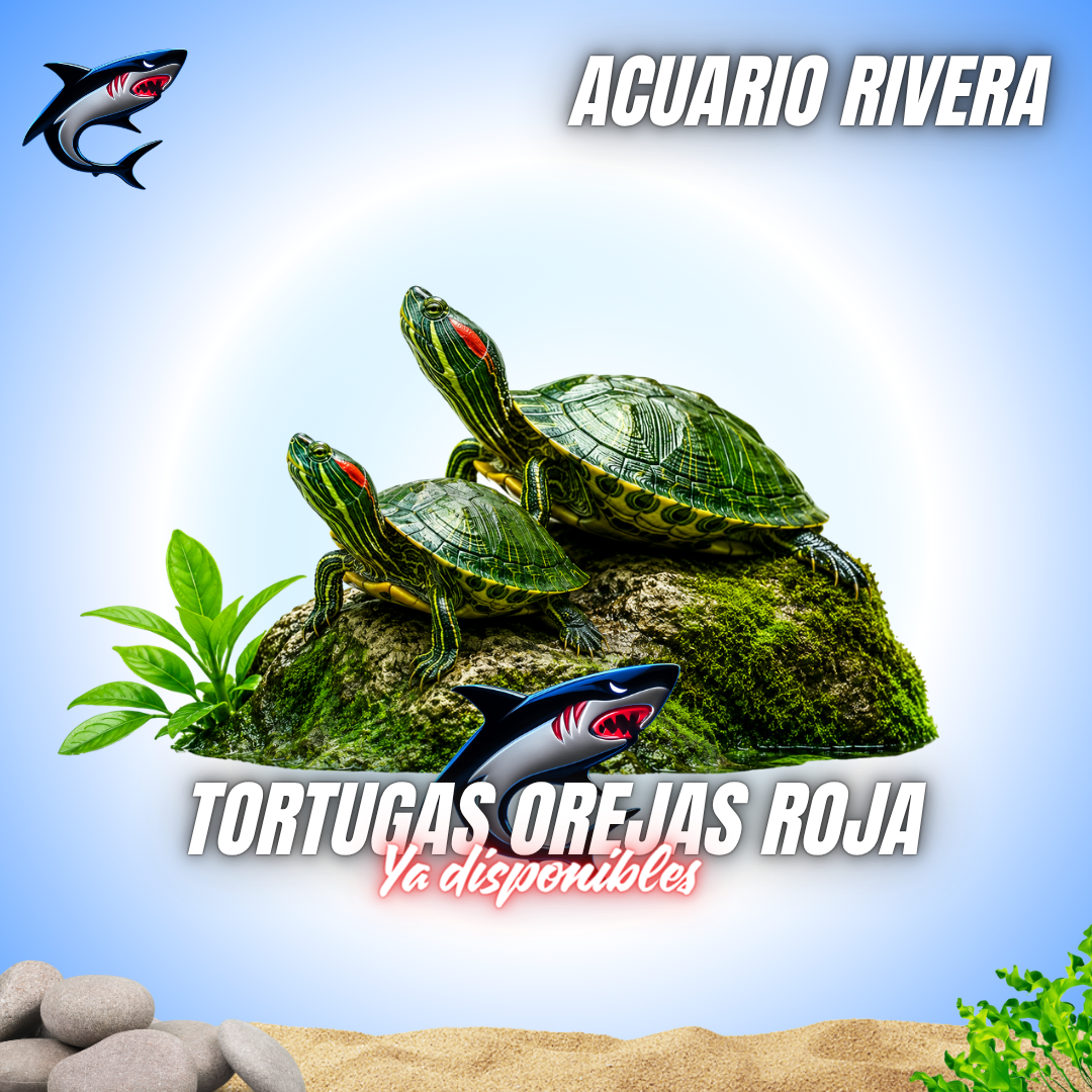 Tortuga de Orejas Rojas