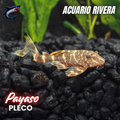Pleco payaso
