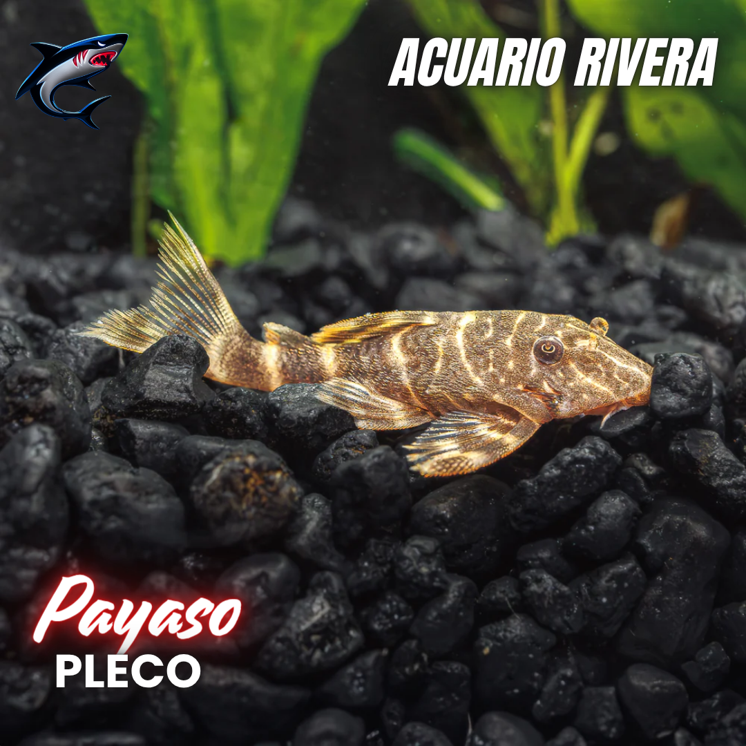 Pleco payaso