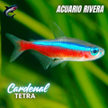 Tetra Cardenal
