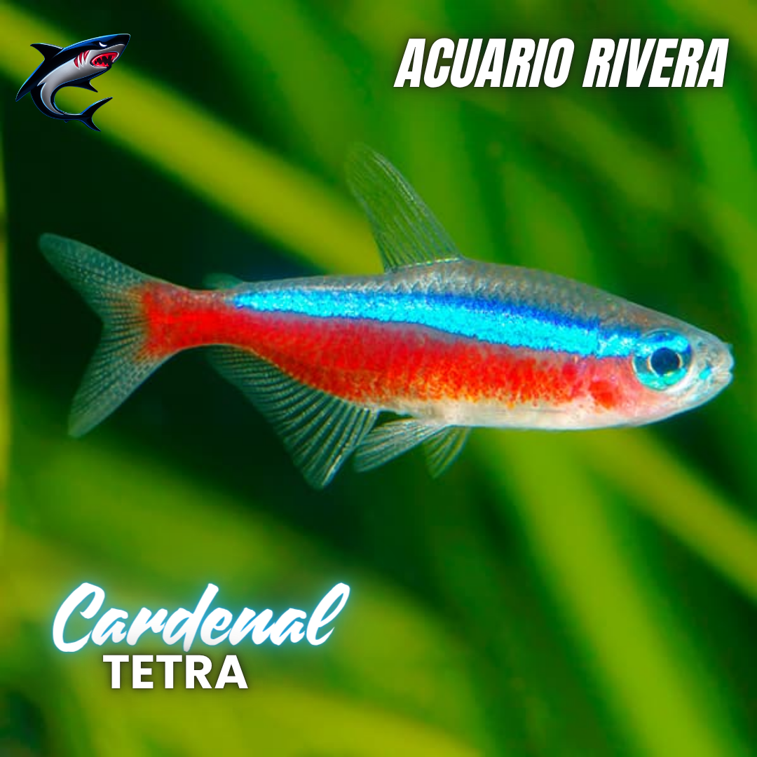 Tetra Cardenal