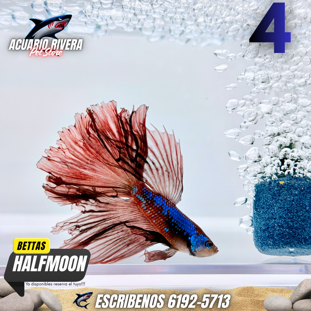 Halfmoon 4